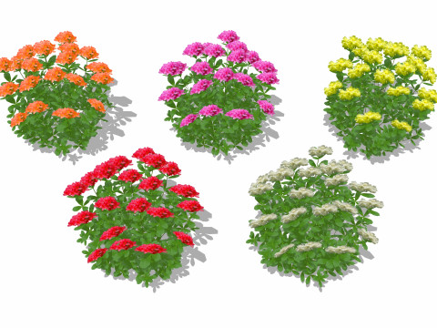 Azalea Orange Pink Red White Yellow 3D Model