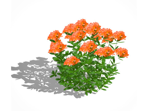 Azalea Orange Pink Red White Yellow Model 3D