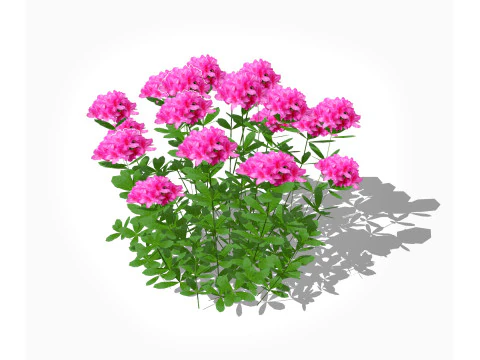 Azalea Orange Pink Red White Yellow 3D Model