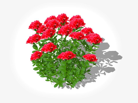 Azalea Orange Pink Red White Yellow Model 3D