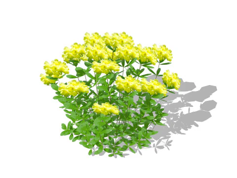 Azalea Orange Pink Red White Yellow 3D Model