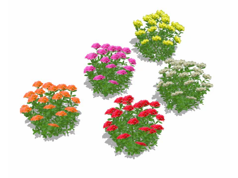 Azalea Orange Pink Red White Yellow 3D Model