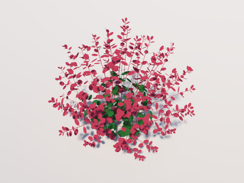 Berberis 3D Model