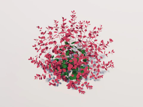 Berberis Modelo 3D