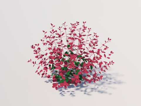 Berberis 3D-Modell