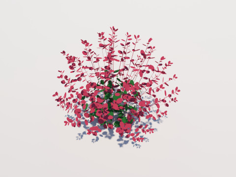 Berberis 3D-Modell