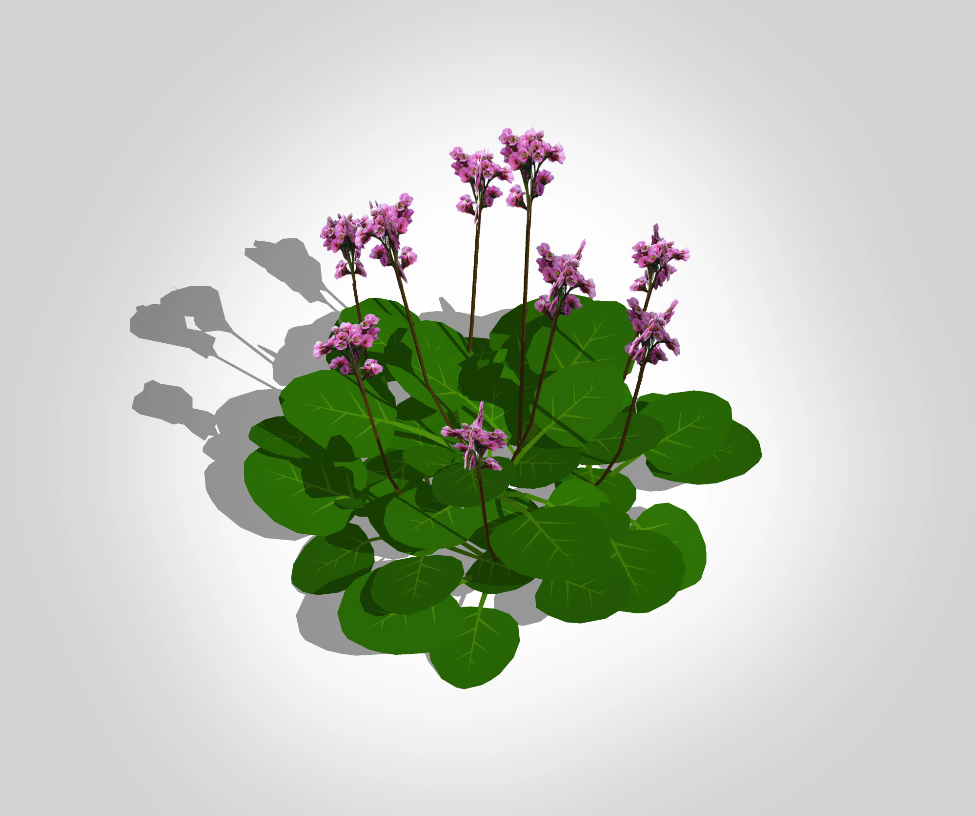 Bergenia Cordifolia 3D Model .c4d .max .obj .3ds .fbx .stl .blend