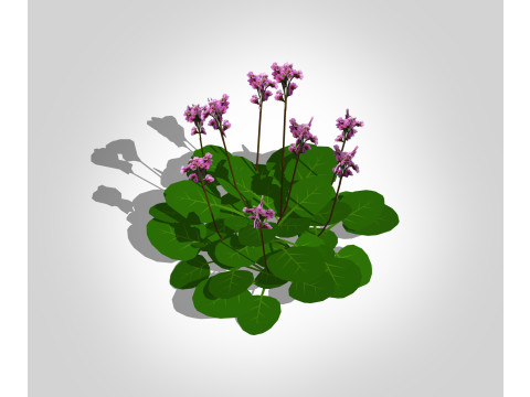 Bergenia Cordifolia 3D 모델
