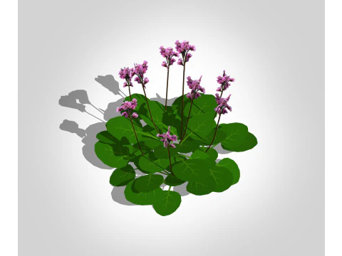 Bergênia Cordifolia Modelo 3D