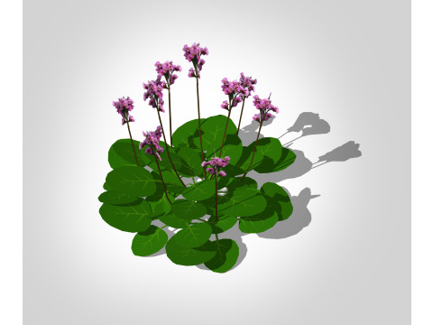 Bergenia Cordifolia 3D Модель