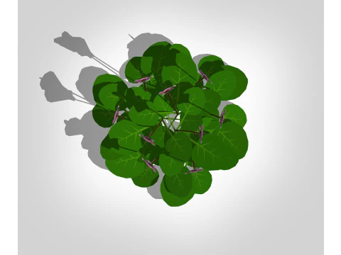 Bergenia Cordifolia 3D Model