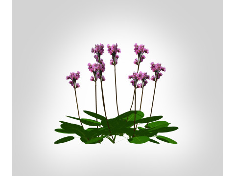 Bergenia Cordifolia 3D Модель
