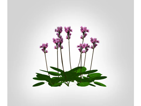 Bergenia Cordifolia 3D Model