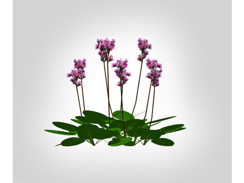 Bergenia Cordifolia 3D Модель
