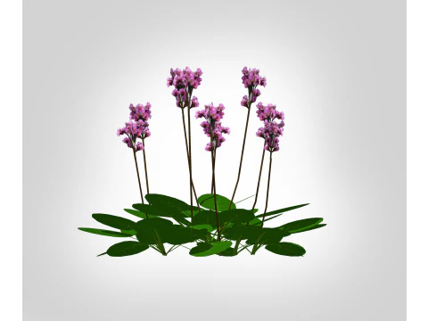 Bergenia Cordifolia 3D Model