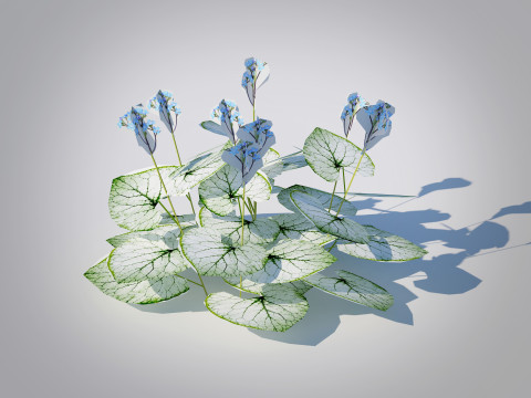 Brunnera Macrophylla-Jack Frost 3D Model