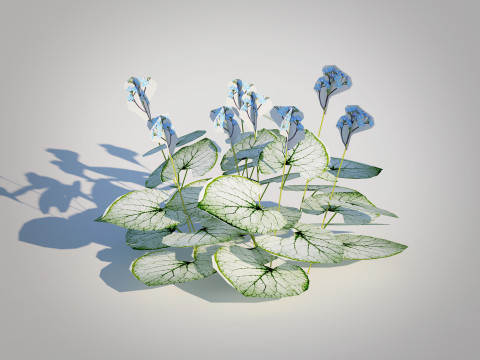 Brunnera Macrophylla-Jack Frost 3D Model