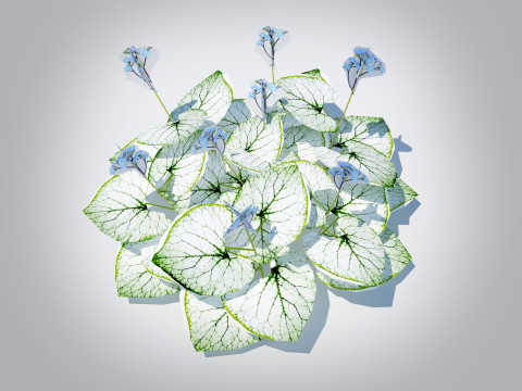 Brunnera Macrophylla-Jack Frost 3D Model