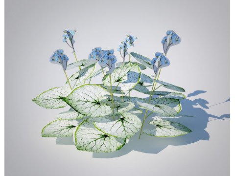 Brunnera Macrophylla-Jack Frost 3D Model
