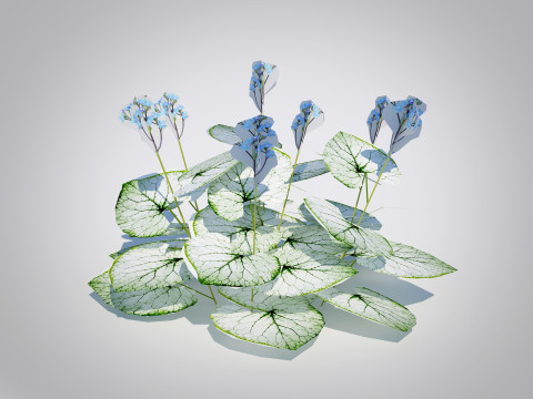 Brunnera Macrophylla-Jack Frost 3D Model