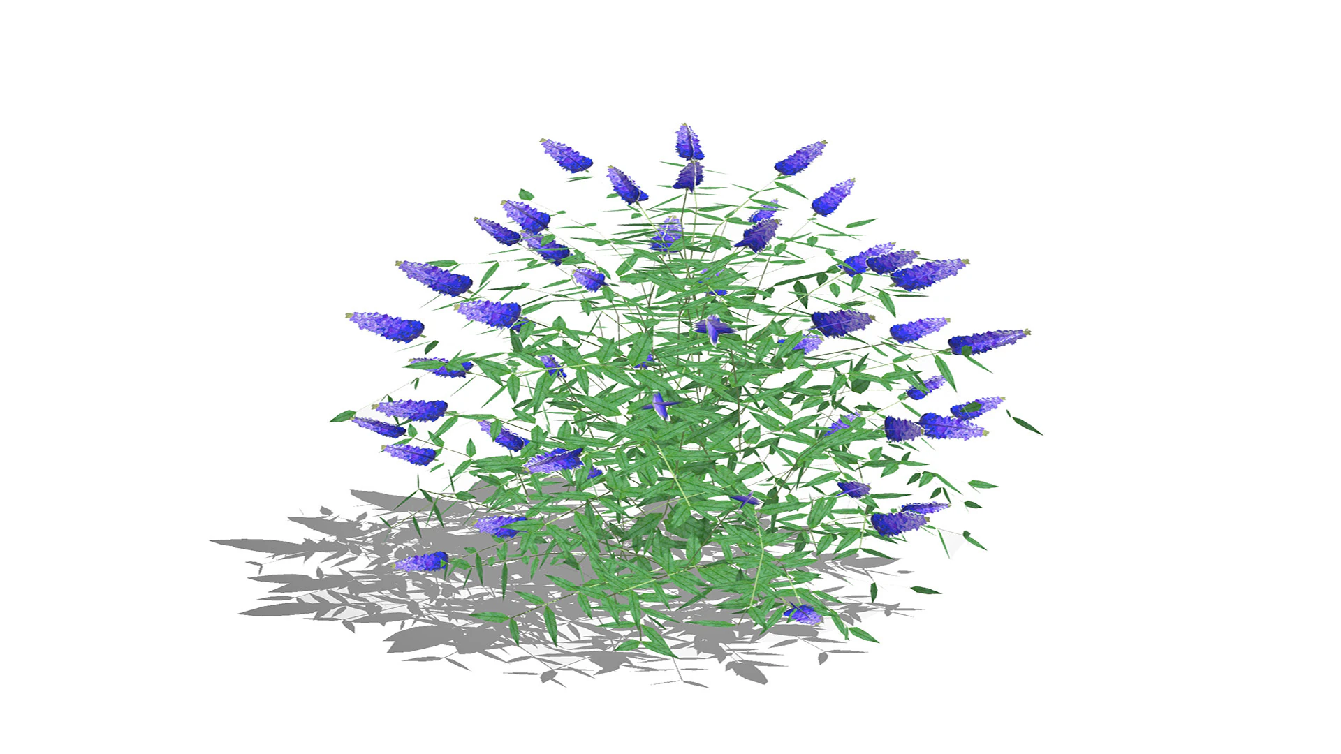 Buddleja Butterfly Bush Blue 3D Model .c4d .max .obj .3ds .fbx .stl .blend