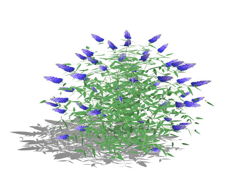 Buddleja Butterfly Bush Blue 3D मॉडल