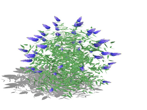 Buddleja Butterfly Bush Blue Model 3D