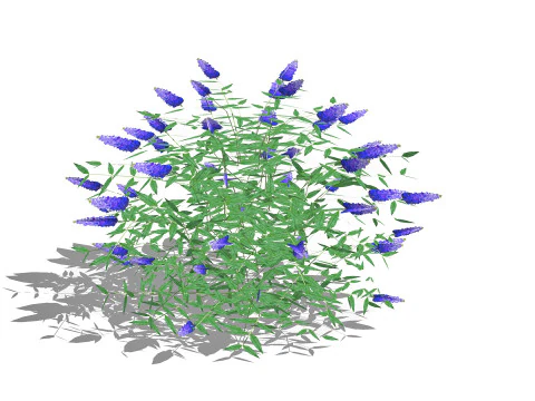 Buddleja Butterfly Bush Blue 3D Model