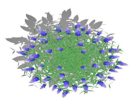 Buddleja Butterfly Bush Blue 3D Model