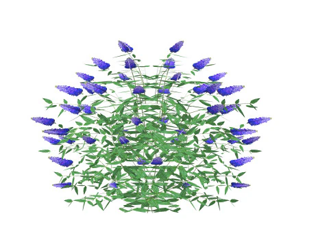 Buddleja Butterfly Bush Blue 3D Model