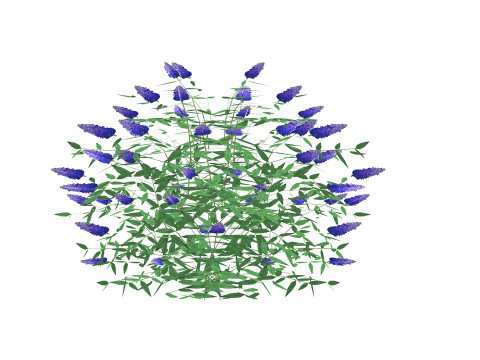 Buddleja Butterfly Bush Blue Model 3D