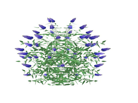 Buddleja Butterfly Bush Blue 3D Model