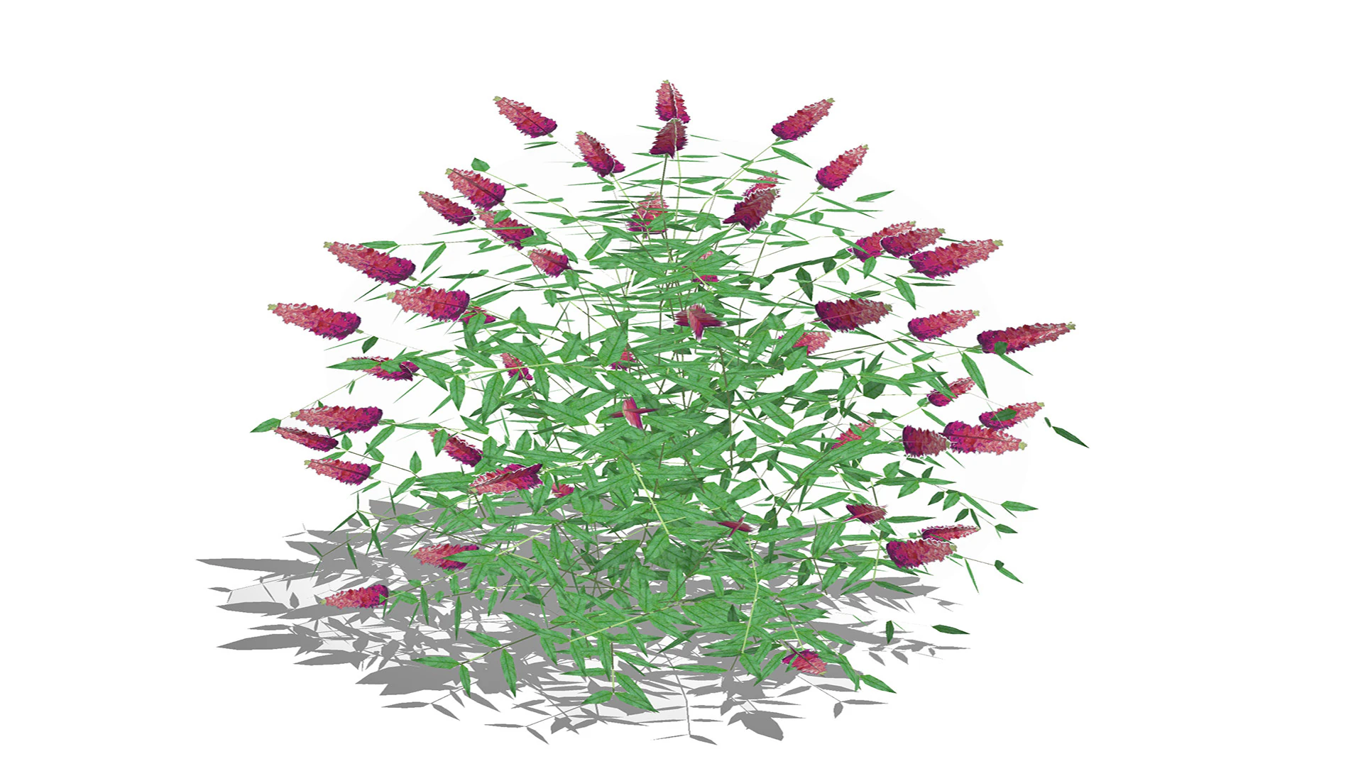 Buddleja Butterfly Bush Pink 3D Model .c4d .max .obj .3ds .fbx .stl .blend