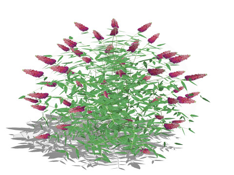 Buddleja Butterfly Bush Pink 3D Model