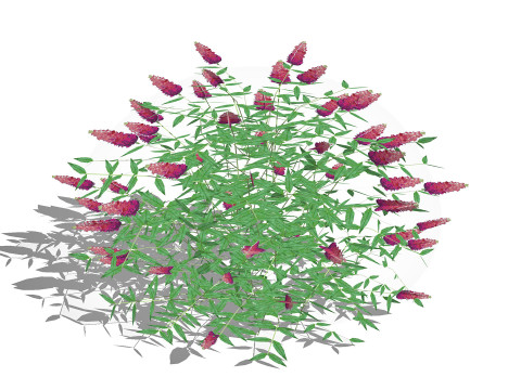 Buddleja Butterfly Bush Pink 3D Model