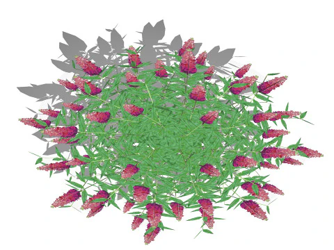 Buddleja Butterfly Bush Pink 3D Model