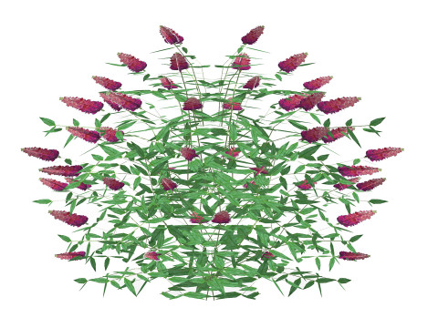 Buddleja Butterfly Bush Pink 3D Model