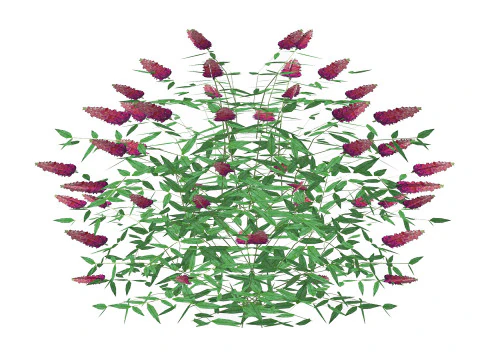 Buddleja Butterfly Bush Pink 3D Model