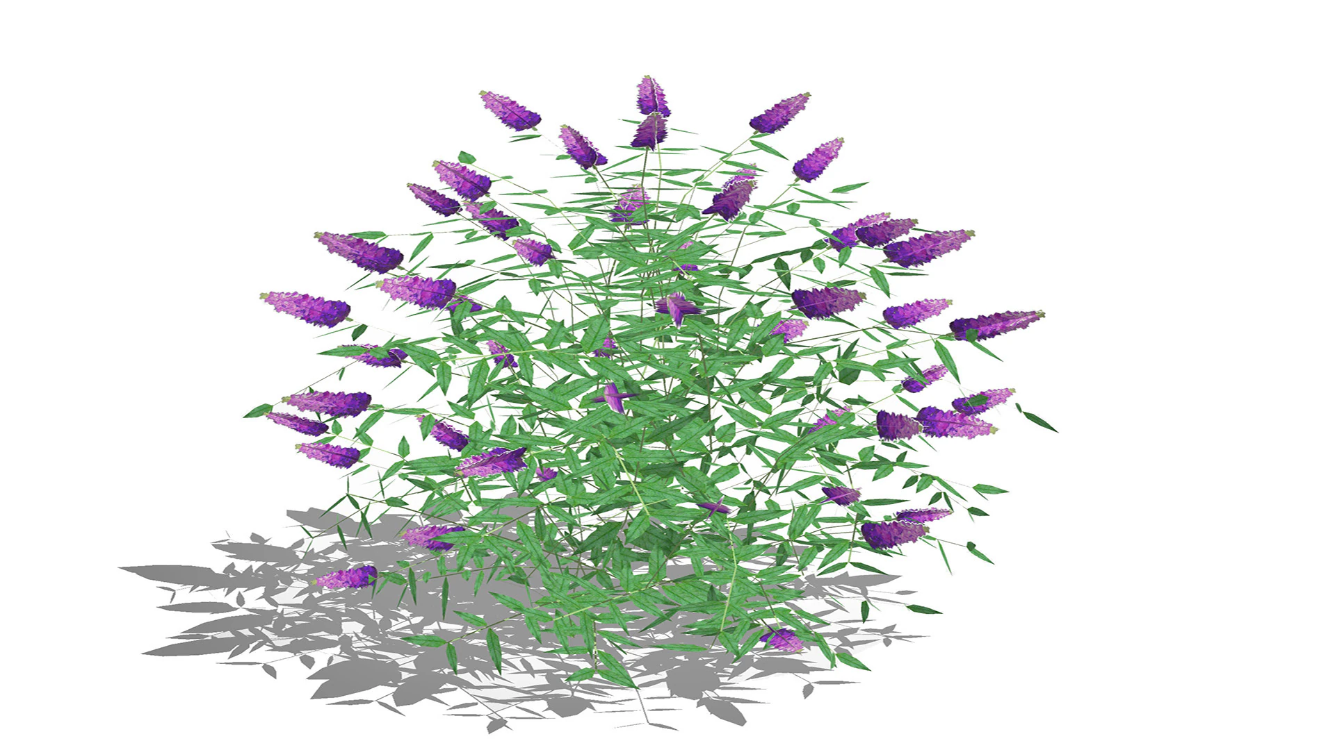 Buddleja Butterfly Bush Purple 3D Model .c4d .max .obj .3ds .fbx .stl .blend 