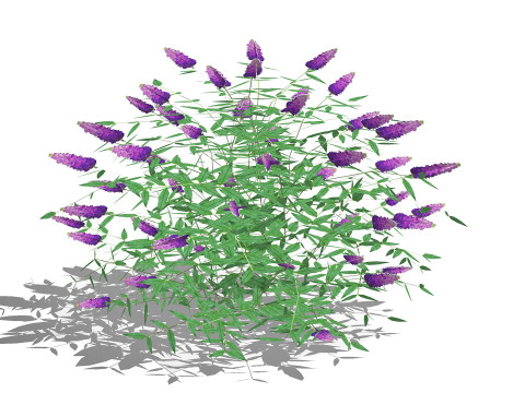 Buddleja Butterfly Bush Purple 3Dモデル