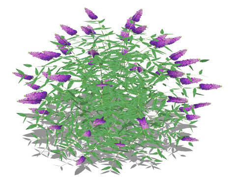 Buddleja Butterfly Bush Purple 3D Model