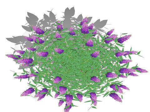Buddleja Butterfly Bush Purple 3D Model