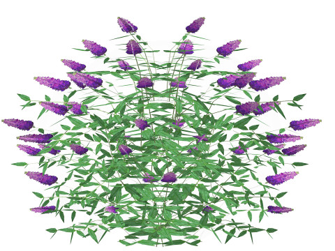 Buddleja Butterfly Bush Purple 3D Model
