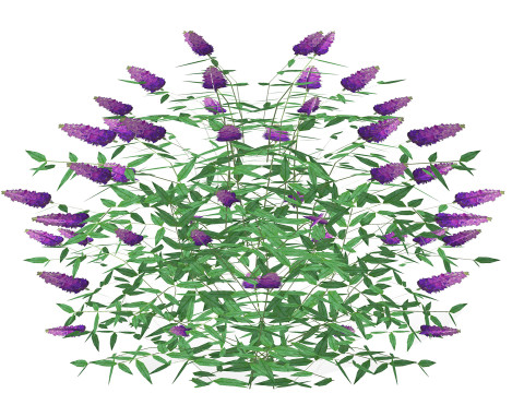 Buddleja Butterfly Bush Purple 3D Model