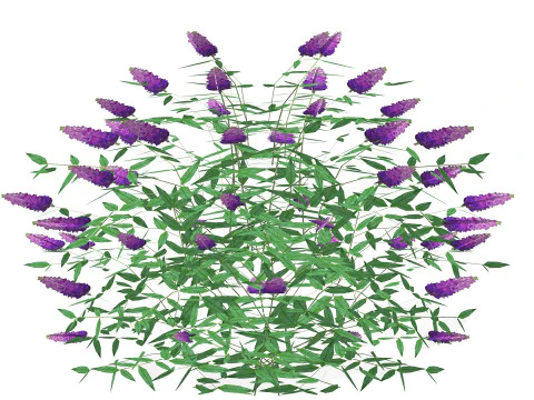 Buddleja Butterfly Bush Purple 3D Model