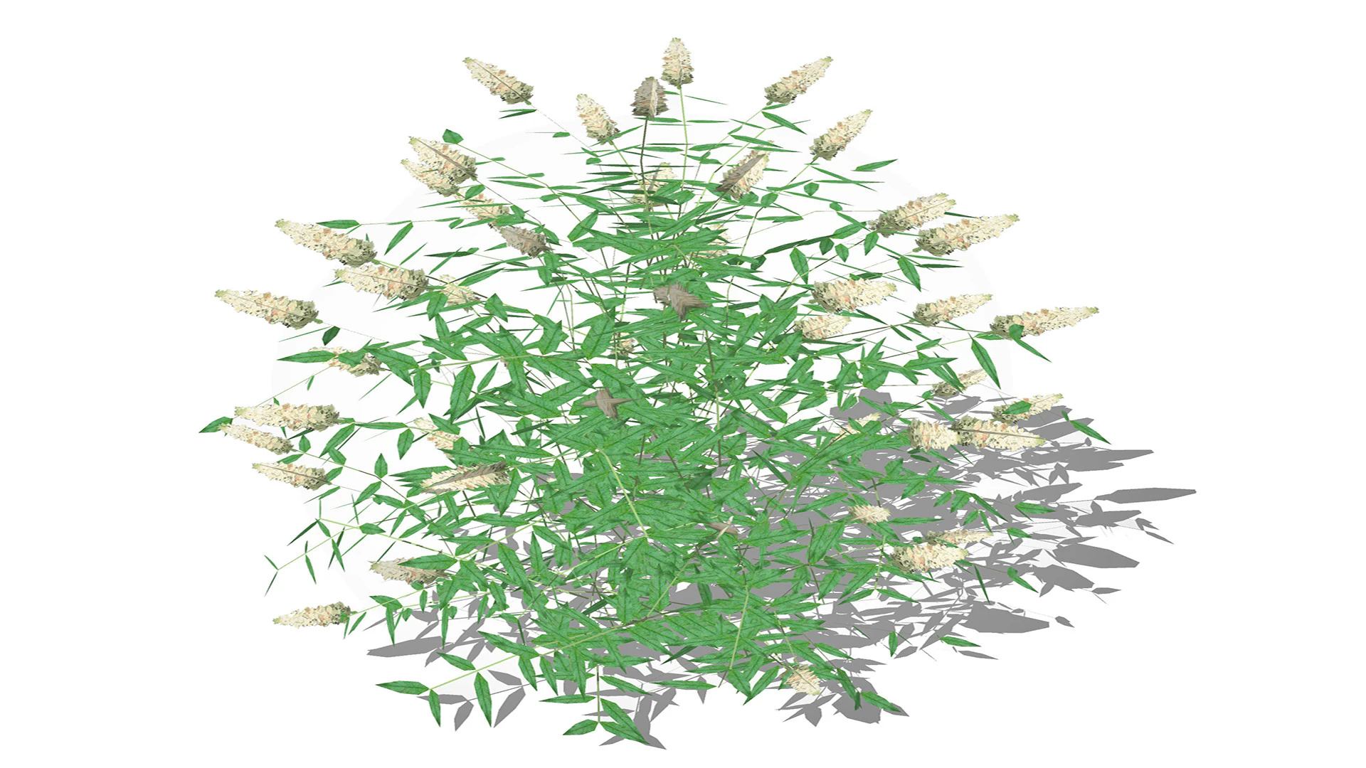 Buddleja Butterfly Bush White 3D Model .c4d .max .obj .3ds .fbx .stl .blend 