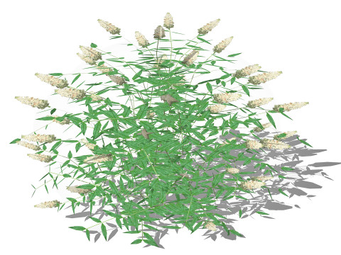 Buddleja Butterfly Bush White 3Dモデル