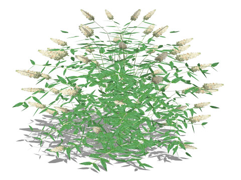 Buddleja Butterfly Bush White Modelo 3D