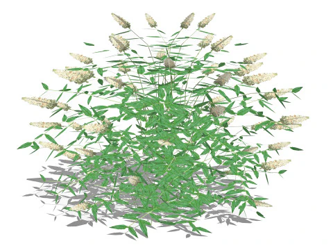Buddleja Butterfly Bush White 3D Model