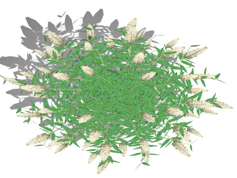 Buddleja Butterfly Bush White Modelo 3D